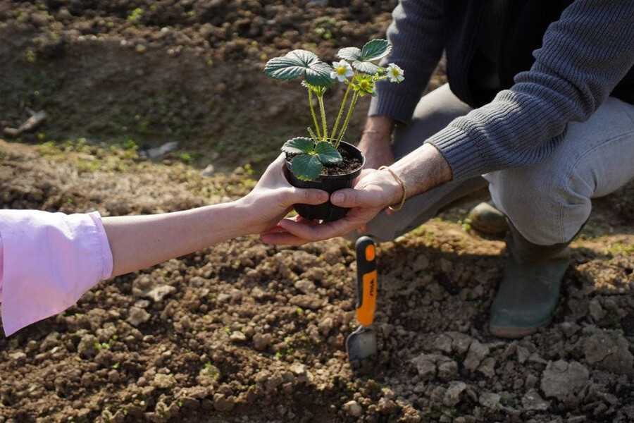 herramienta manual de jardinería - paleta trasplantadora